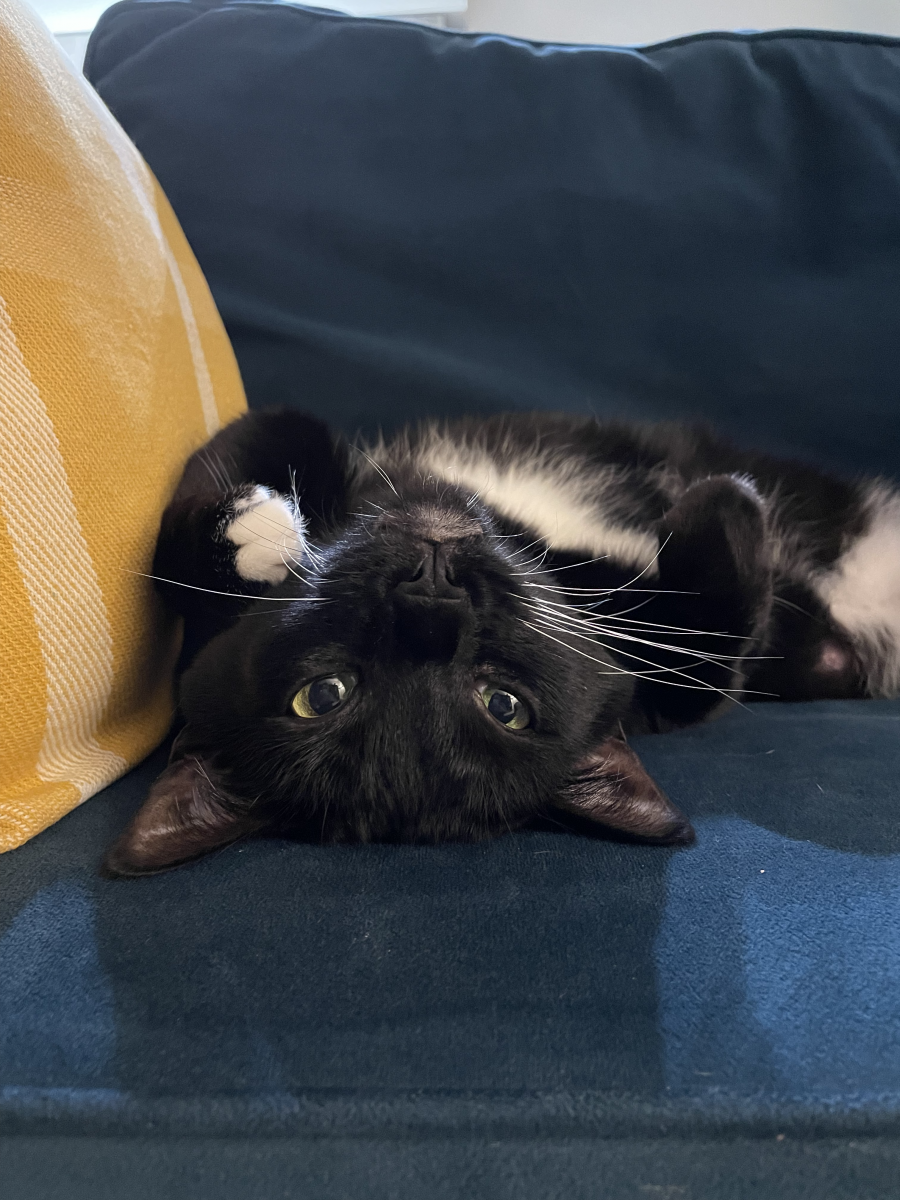 A cat laying upside down on a couch