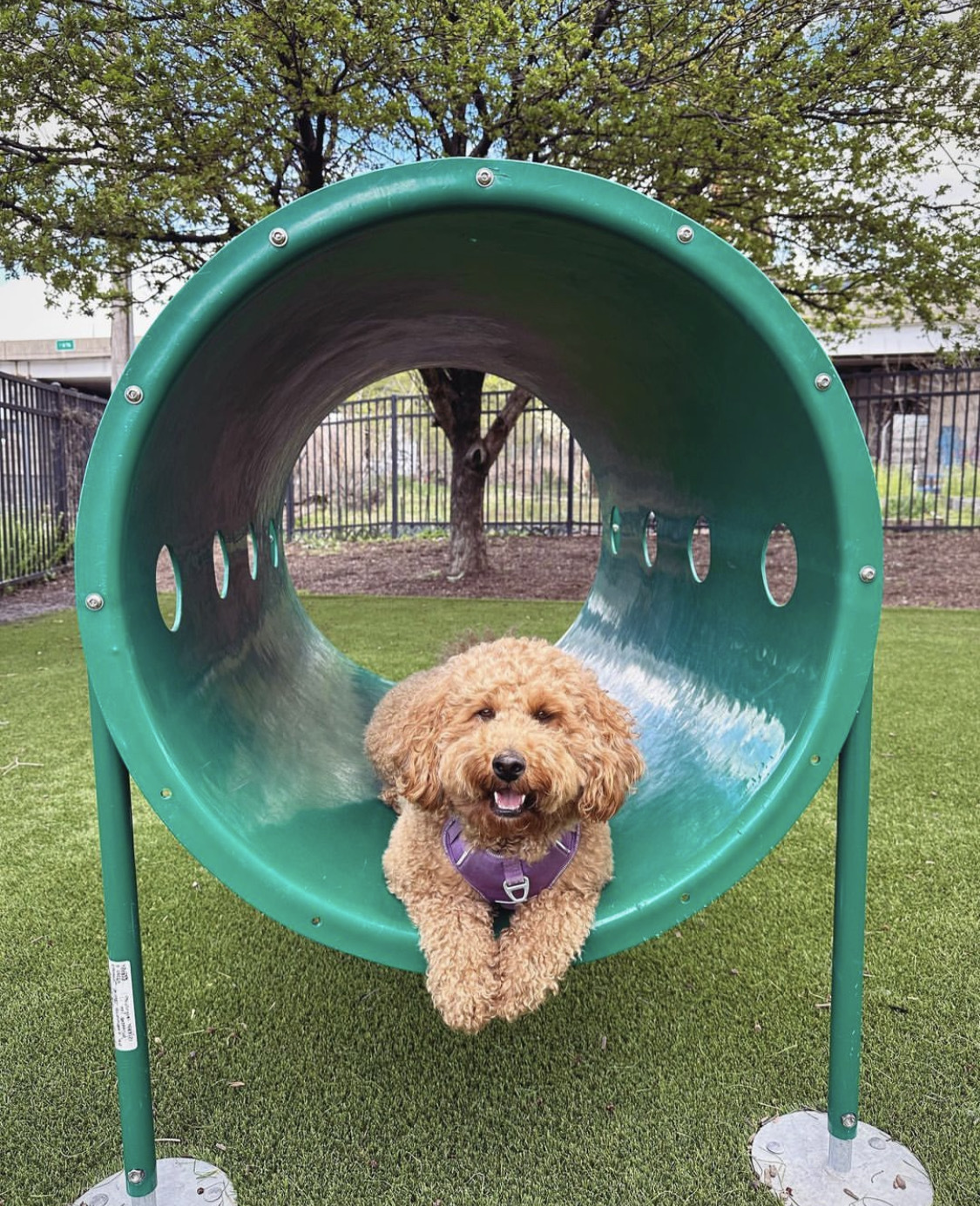 A dog laying in a dog park play structure