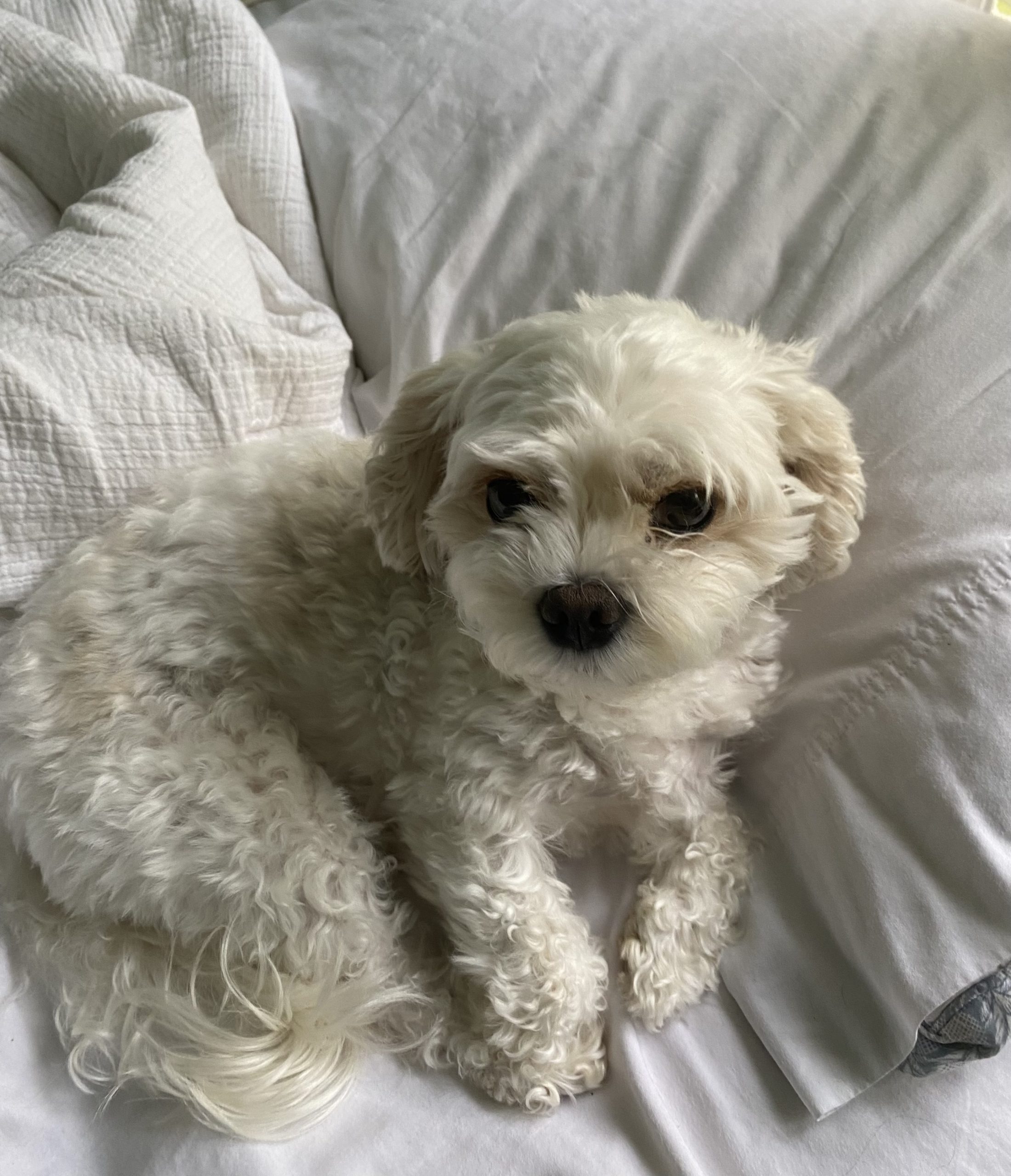 A fluffy white dog sitting on a couch